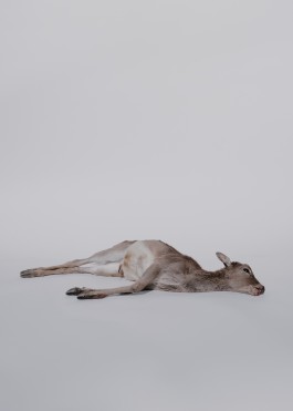 Studio Florian Voggeneder